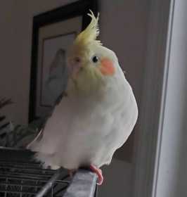 Lost Cockatiel