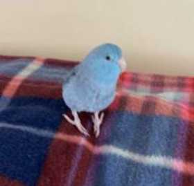 Lost Parrotlet