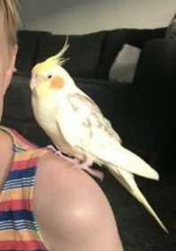 Lost Cockatiel