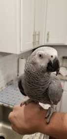 Lost African Grey