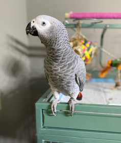 Lost African Grey