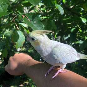 Lost Cockatiel