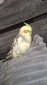 Lost Cockatiel