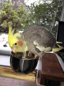 Lost Cockatiel