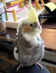 Lost Cockatiel