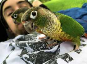 Lost Conure