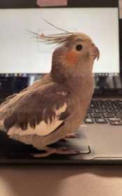 Lost Cockatiel