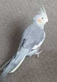 Lost Cockatiel