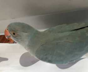 Lost Indian Ringneck Parakeet