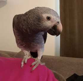 Lost African Grey