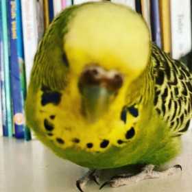 Lost Budgerigar