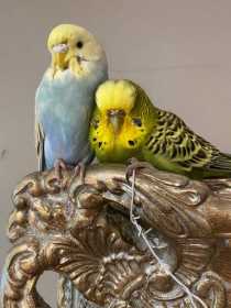 Lost Budgerigar