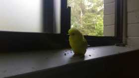 Lost Budgerigar