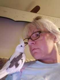 Lost Cockatiel