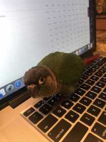 Lost Conure