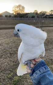 Lost Cockatoo