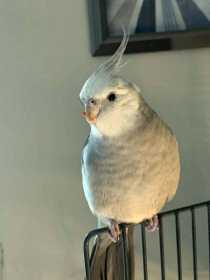 Lost Cockatiel