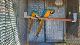 Lost Macaw