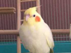 Lost Cockatiel