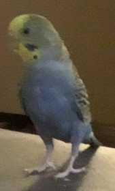 Lost Parakeet