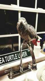 Lost African Grey