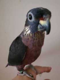 Lost Pionus