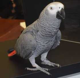 Lost African Grey