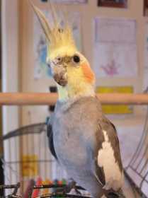 Lost Cockatiel