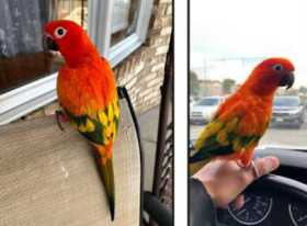 Lost Conure