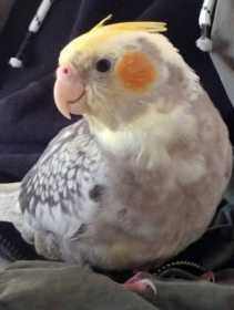 Lost Cockatiel