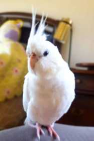 Lost Budgerigar