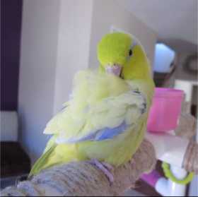 Lost Parrotlet