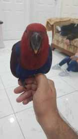 Lost Eclectus