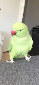 Lost Indian Ringneck Parakeet