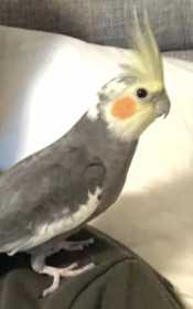 Lost Cockatiel