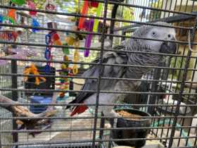 Lost African Grey