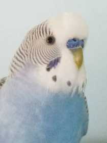 Lost Budgerigar