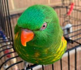 Lost Lory / Lorikeet