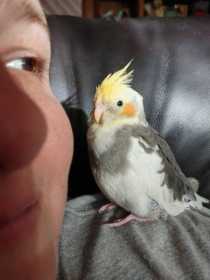 Lost Cockatiel