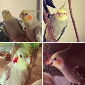 Lost Cockatiel