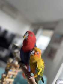 Lost Conure