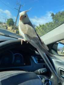 Lost Cockatiel