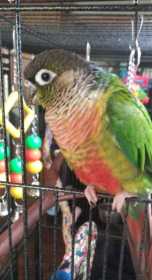 Lost Conure