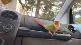 Lost Conure