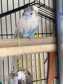 Lost Parakeet