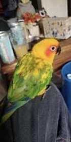 Lost Conure