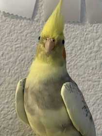 Lost Cockatiel