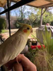 Lost Cockatiel