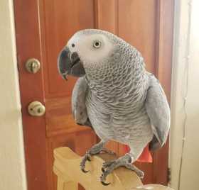 Lost African Grey