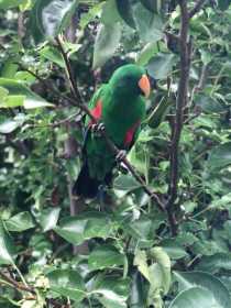 Lost Eclectus